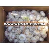 normal white garlic