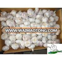 5.0cm Fresh White Garlic