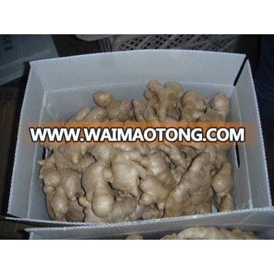 Fresh ginger for European market/Best price ginger/Fresh ginger from origin