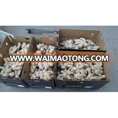 Fully air dried ginger from fty GAP/Price of fresh ginger/Chinese fresh ginger factory