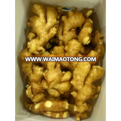 2013 fresh Chinese ginger for exporting with good quality