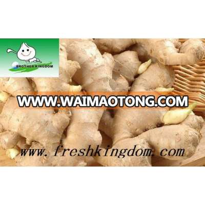 Fresh Ginger for India, Pakistan, Bangladesh