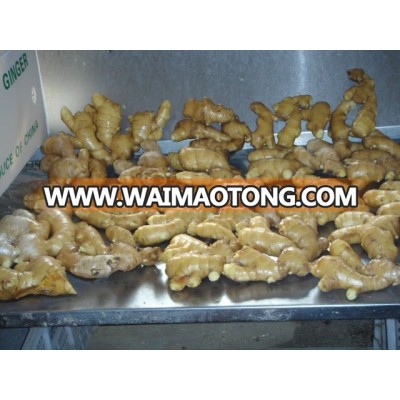 New Crop Fresh ginger 150g and up,9kg pvc box