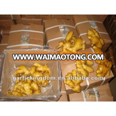 Fresh Ginger(100g and up,3.5kg Ctn)