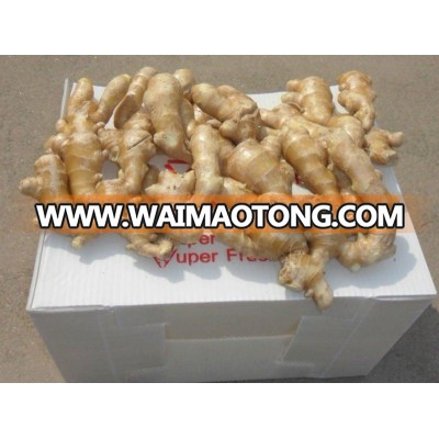 new crop fresh ginger