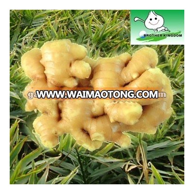 New crop fresh ginger export