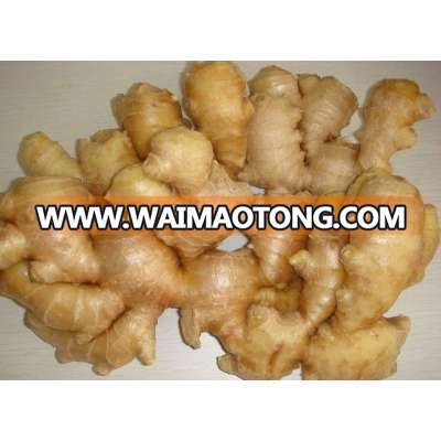 Sell 250g and up Ginger from Jining Brother