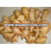 Sell 250g and up Ginger from Jining Brother