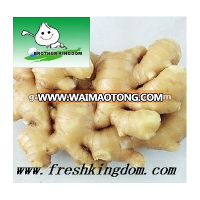 New crop fresh ginger export