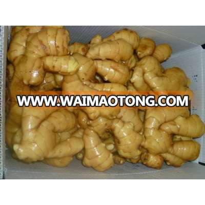 new crop fresh ginger,American Standard