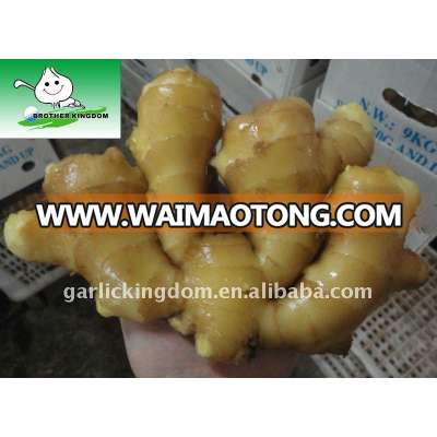 Sell Anqiu Fresh Ginger,150g and up