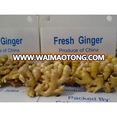 Fresh new crop ginger,ginger candy,ginger seeds