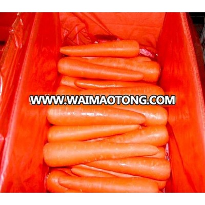 New Crop China Fresh Carrot/fresh carrot supplier