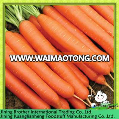 fresh carrot from origin