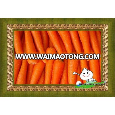 fresh carrots for sale/fresh Chinese carrots/ baby carrots