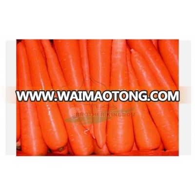 new crop fresh carrot/150-150g Shandong carrot/China carrot