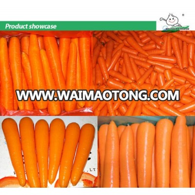 Fresh Carrots from china/carrot supplier