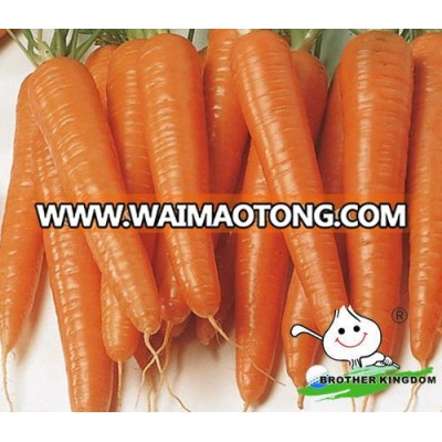 Organic Vegetables Fresh Carrot from China,low price carrot