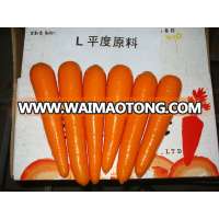 new crop Fresh Carrot S M grade