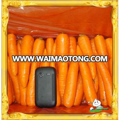 fresh carrot S M grade