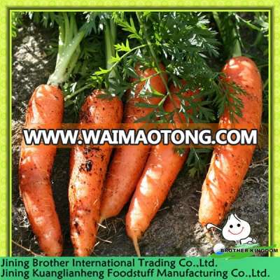 new crop carrot/fresh new crop carrot/New crop carrot China