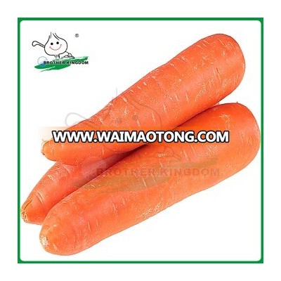 New crop Fresh Carrot/Fresh carrot / Fresh Carrot from China