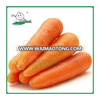 Fresh Carrot/Jumbo carrot from China/Carrot market price