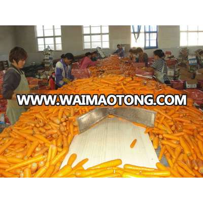 wholesale fresh carrot S M grade