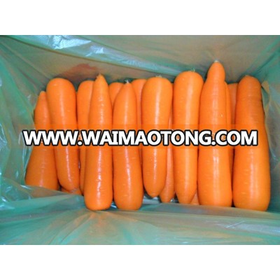 China fresh yellow carrot /fresh organic carrots