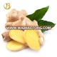 China 1kg fresh ginger price with high quality