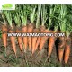 hot sale new crop fresh carrot with high quality