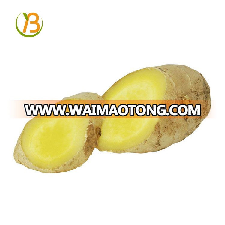 Hot Sales Fresh Ginger With Competitive Price